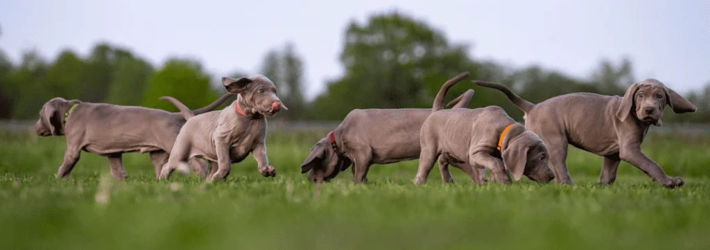 Wyżeł weim Simply Gray