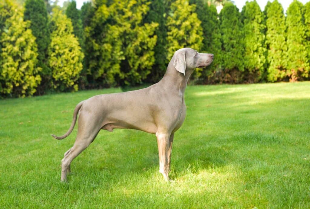 Weimaraner puppies 2022